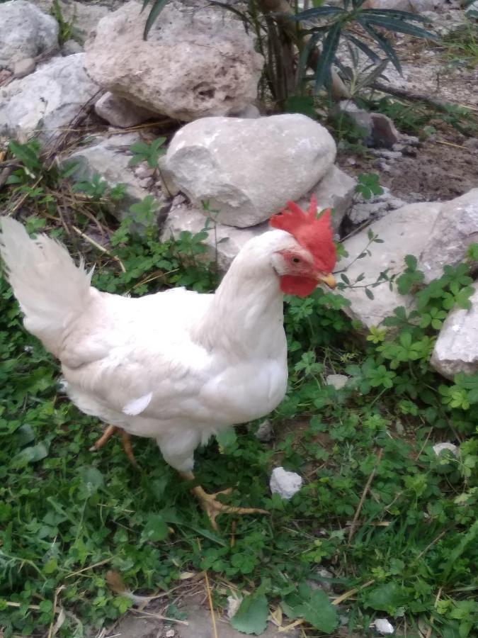 La Masseria Di Antonio E Teresina Colli a Volturno エクステリア 写真